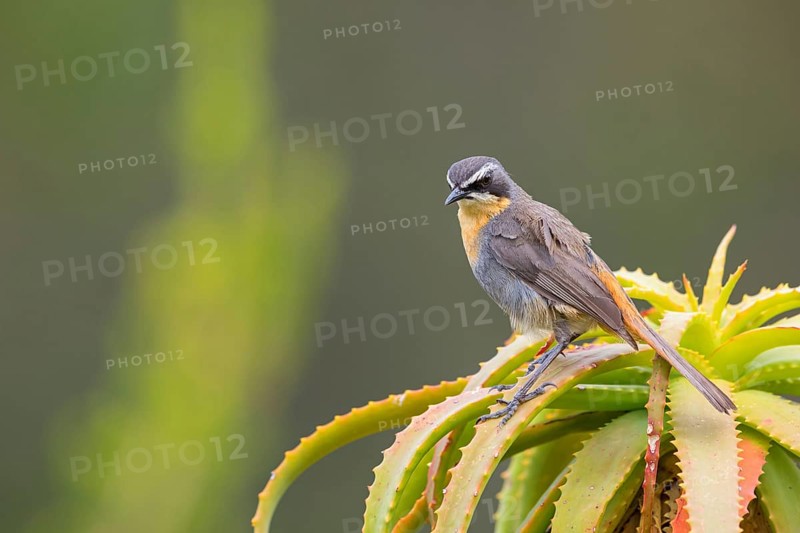 Cossypha caffra, family of flycatchers, Underberg surroundings, Underberg, KwaZulu-Natal, South Africa, Africa