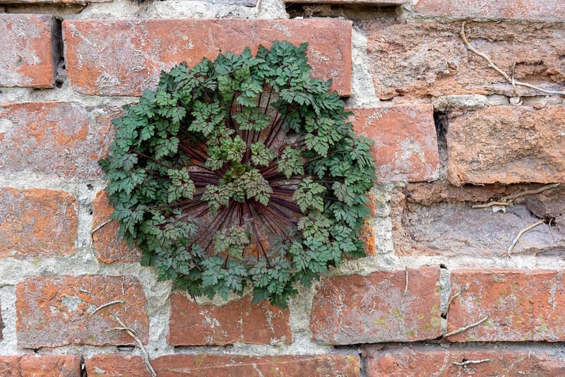 Stinking cranesbill (Geranium robertianum L.) growing out of a brick wall at Jerichow Monastery, Jerichow, Saxony-Anhalt, Germany, Europe