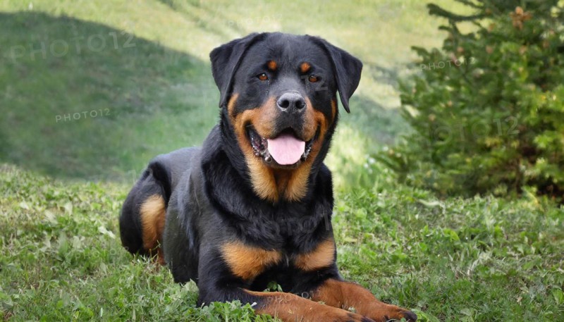 Pets, dog, Rottweiler, AI-generated, AI generated