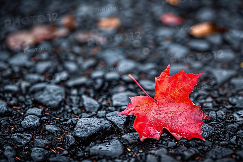 Single bright red maple autumn leaf on black road. Generative Ai, AI generated