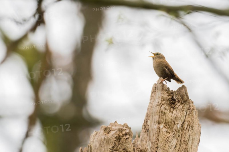 Eurasian wren (Troglodytes troglodytes), singing on an old tree stump in a peaceful natural environment, Hesse, Germany, Europe
