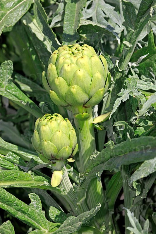 Artichoke (Cynara scolymus), planting, fruit, California, USA, North America