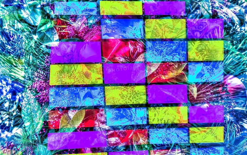 Coloured rectangles, colour blocking, Christmas motif, Christmas, Christmas festival, Advent season, Christmas baubles, decoration, Advent season, artistic shot, alienation, Christmas decoration, Christmas card motif, creative photography, all over, allover pattern, back Japanese fruit skimmia (skimmia japonica), evergreen perennial, red flowers, Christmas arrangement, pine cones, Germany, Europe