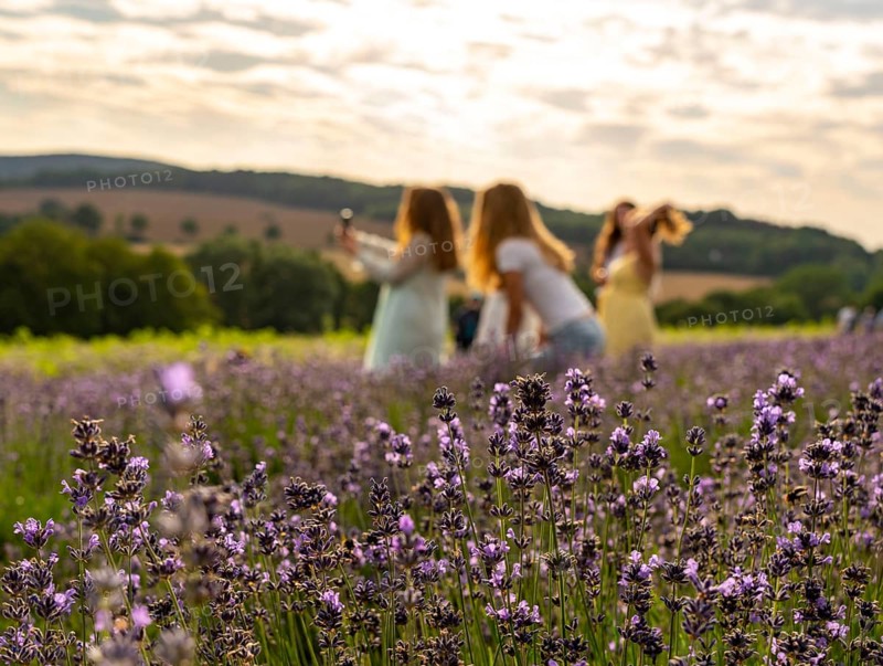 Lavender fields in East Westphalia Lippe, OWL, near the village of Fromhausen, near Detmold, the company Taoasis has been planting organic lavender since 2017 for the production of fragrances, the fields attract many thousands of visitors in summer, North Rhine-Westphalia, Germany, Europe