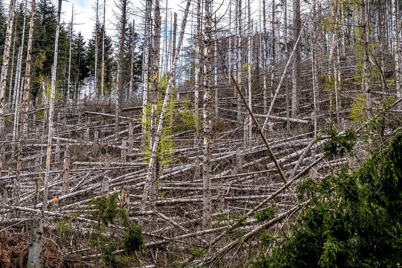 Dead spruce trees, broken by wind, lying in disarray, forest dieback in the Arnsberg Forest nature park Park, over 70 per cent of the spruce trees are diseased, damaged, mostly by the bark beetle, which was able to spread due to drought and heat, climate change, near Hirschberg, North Rhine-Westphalia, Germany, Europe