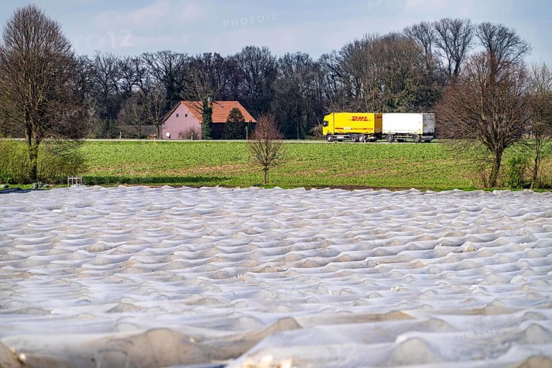 Asparagus fields, asparagus stems under foil, for faster growth, near Kirchhellen, district of Bottrop, North Rhine-Westphalia, Germany, Europe