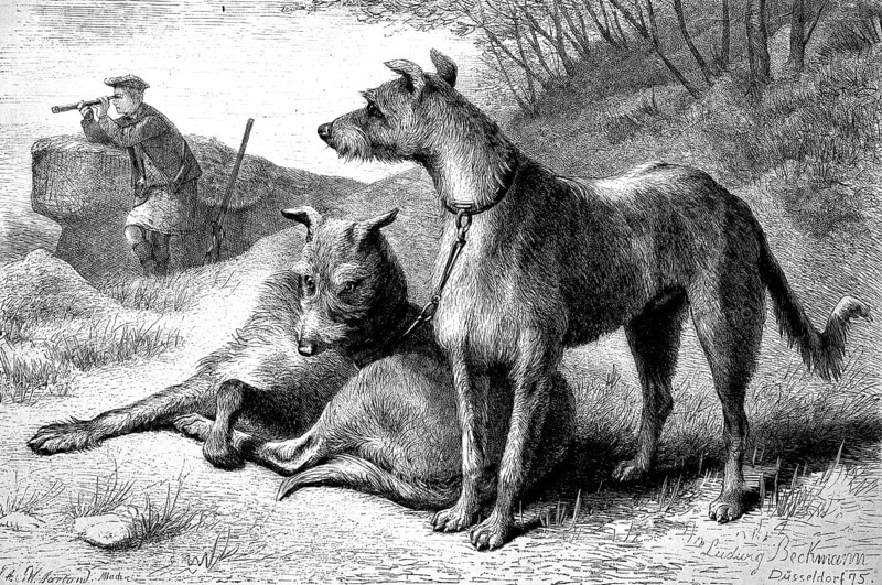 Scottish Deerhound, Greyhound, as a hunting dog, Historical, digitally restored reproduction from a 19th century model, Record date not stated