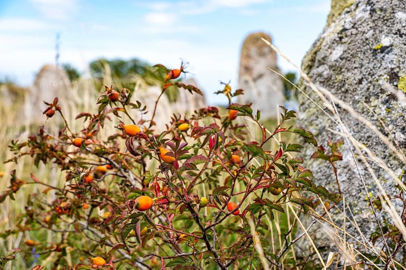 Wild rose hips on a shrub in front of the stones of a ship setting on the cemetery of Gettlinge (Gettlinge gravfält) in the south of the island of Öland, Kalmar län, Sweden, Europe
