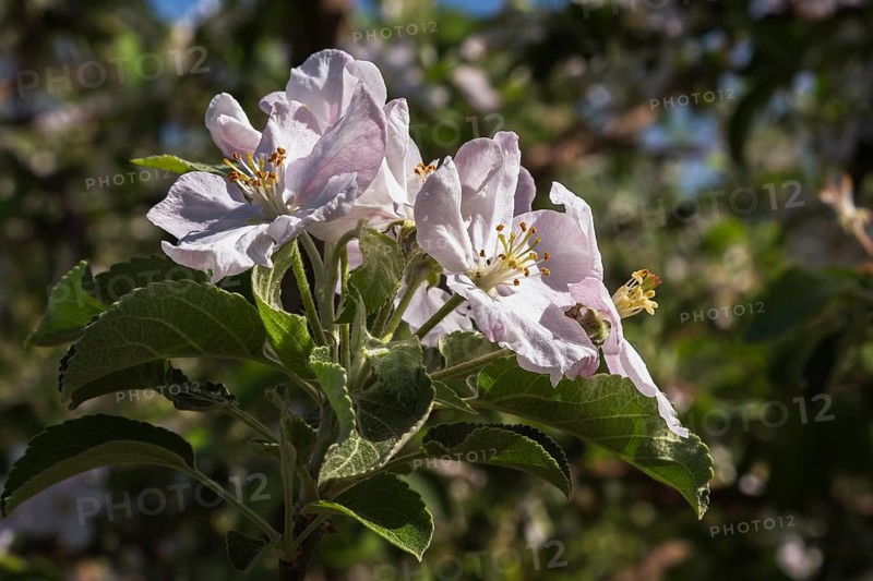 Close-up of white and pink Malus domestica, Apple tree flower blossoms in spring, Quebec, Canada, North America