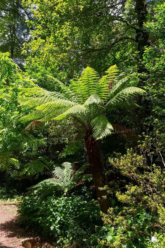 Großer Farnbaum in einem sonnigen Wald mit dichtem Unterholz, Baumfarn (Dicksonia antarctica), Mata Nacional do Buçaco, National-Wald von Bussaco, Bucaco, Mealhada, Beira Litoral, Portugal, Europe