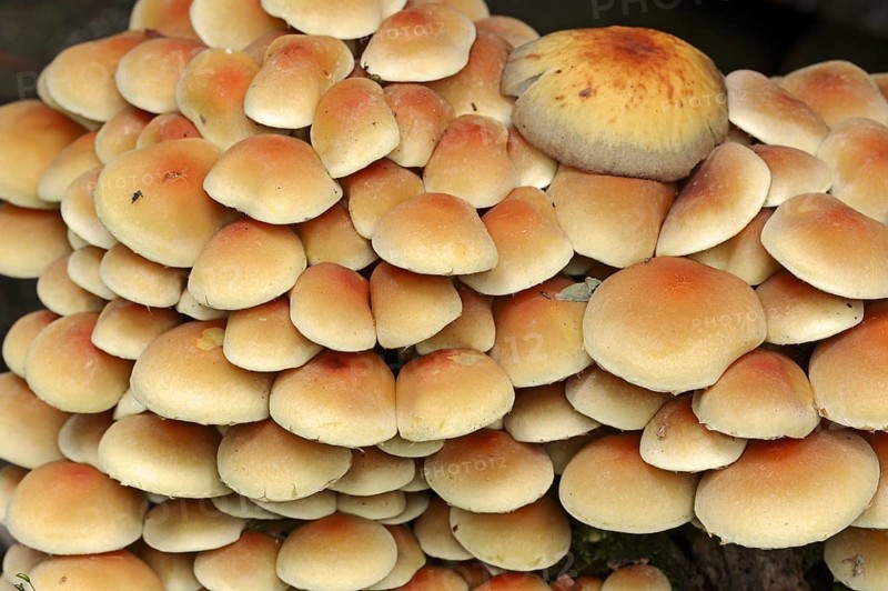 Sulphur tuft (Hypholoma fasciculare), North Rhine-Westphalia, Germany, Europe