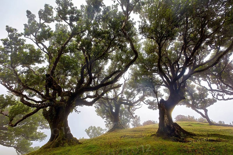 Mystisch anmutende Bäume im Nebel auf einer grünen Wiese, Lorbeerwald, Fanal, Madeira
