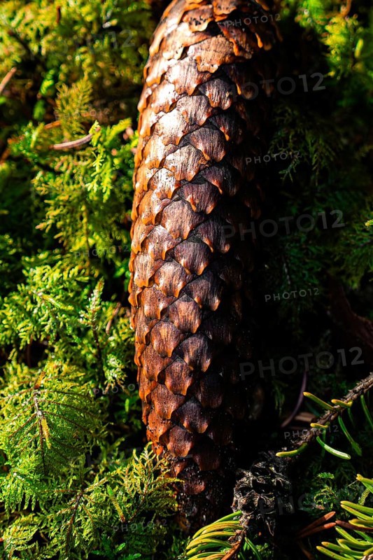 Sunlight emphasises the texture of a pine cone on mossy ground, Unterhaugstett, Black Forest, Germany, Europe