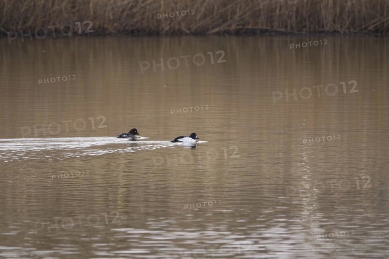Pair of goldeneyes, March, Lusatia, Saxony, Germany, Europe