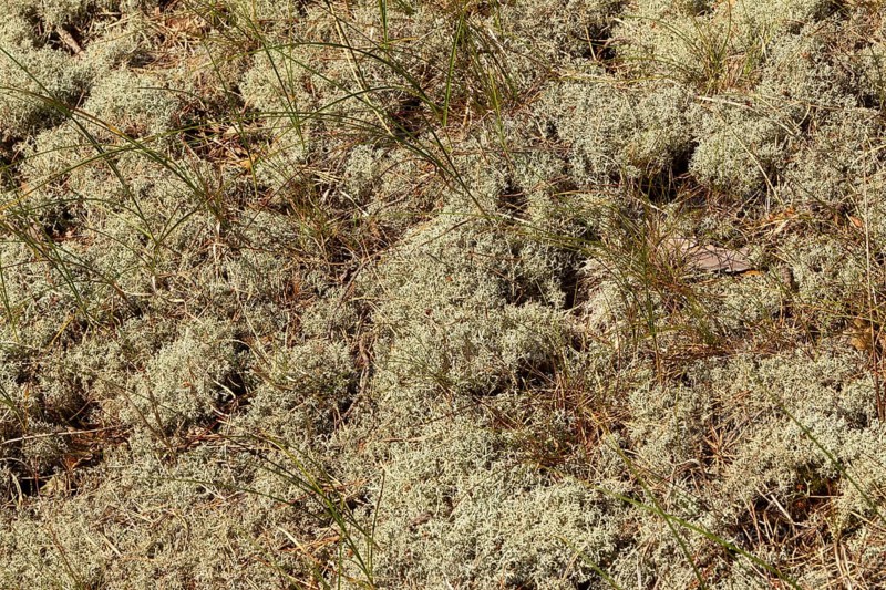Detail, moss, circular hiking trail, nature reserve, Darßer Ort, Born a. Darß, Mecklenburg-Western Pomerania, Germany, Europe
