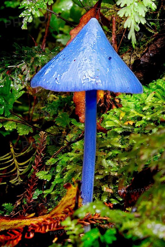 New Zealand, Blue fungus, Abel Tasman National Park, New Zealand, Oceania
