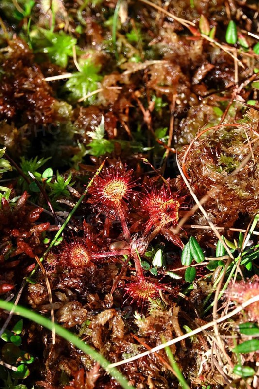 Sundew, Murnauer moss, August, Bavaria, Germany, Europe