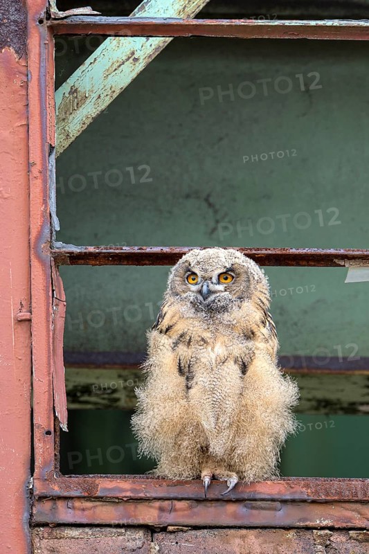 Eurasian eagle-owl (Bubo bubo), fledged young bird, in an old window frame, industrial building, Ewald colliery, Herten, Ruhr area, North Rhine-Westphalia, Germany, Europe