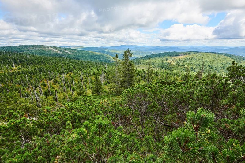 Scots pine (Pinus sylvestris) growing on Mount Lusen in late summer, Bavarian Forest, Bavaria, Germany, Europe