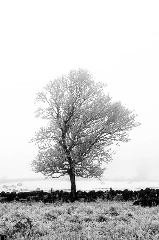 Aubrac plateau. Isolated tree in winter. Lozere department. Occitanie.France