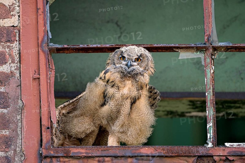 Eurasian eagle-owl (Bubo bubo), fledgling, stretching its wings, in an old window frame, industrial wasteland, Ewald colliery, Herten, Ruhr area, North Rhine-Westphalia, Germany, Europe