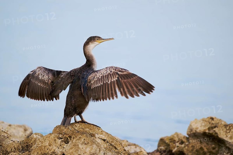 Common shag (Gulosus aristotelis) juvenile, Istria, Croatia, Europe