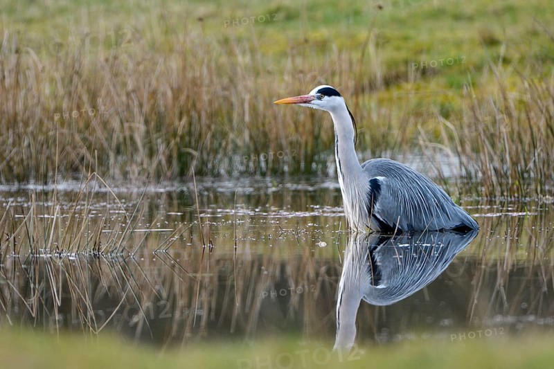 Grey heron (Ardea cinerea), hunting, in the water, Dingdener Heide nature reserve, North Rhine-Westphalia, Germany, Europe