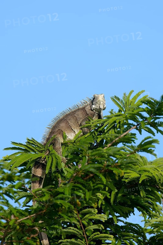 Green Iguana, Iguana iguana, on tree top, Amazon basin, Brazil, South America