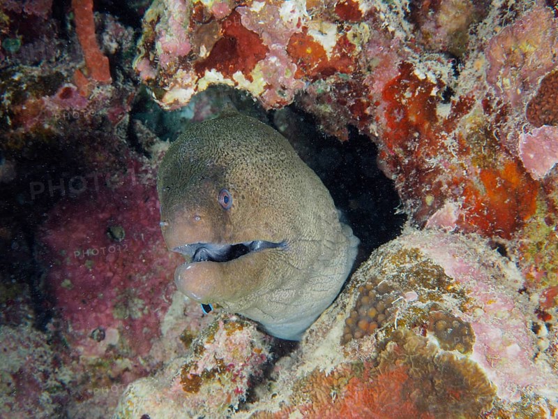 Portrait of giant moray (Gymnothorax javanicus), dive site House Reef, Mangrove Bay, El Quesir, Red Sea, Egypt, Africa