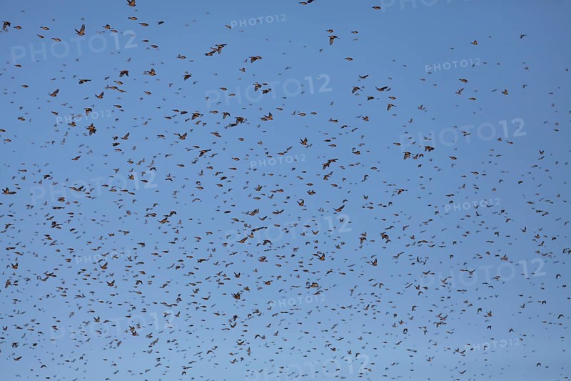 Thousands of bramblings from Scandinavia at the former military training area in Münsingen