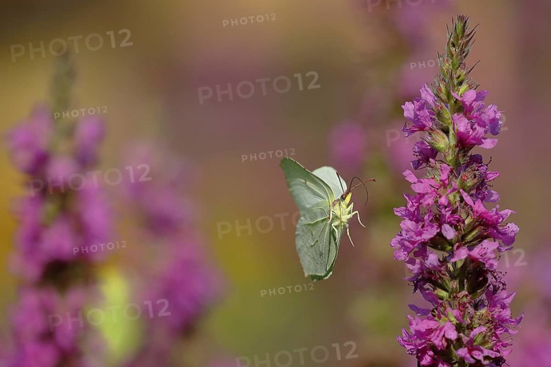 Brimstone (Gonepteryx rhamni) approaching a flower of purple loosestrife (Lythrum salicaria), Wilnsdorf, North Rhine-Westphalia, Germany, Europe