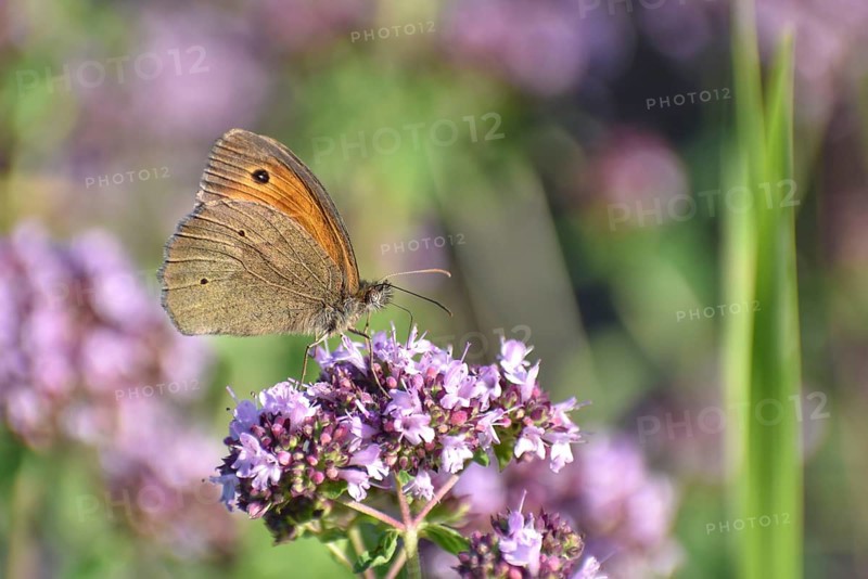 Meadow brown (Maniola jurtina) butterfly on oregano (Origanum vulgare) in the garden, Bavaria, Germany, Europe