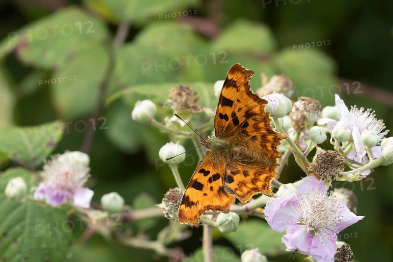 Comma butterfly (Polygonia c-album) adult insect feeding on Bramble flowers in a woodland, Suffolk, England, United Kingdom, Europe