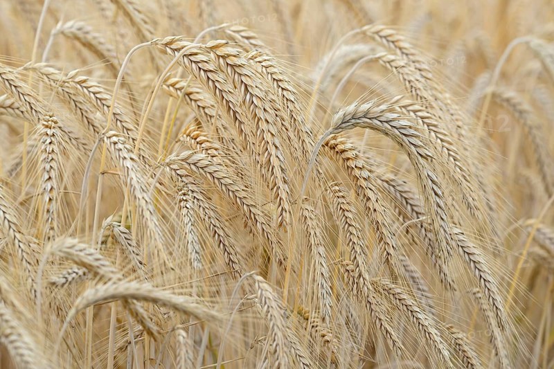 Barleys (Hordeum vulgare), barley field, grain ready for harvest, close-up, North Rhine-Westphalia, Germany, Europe