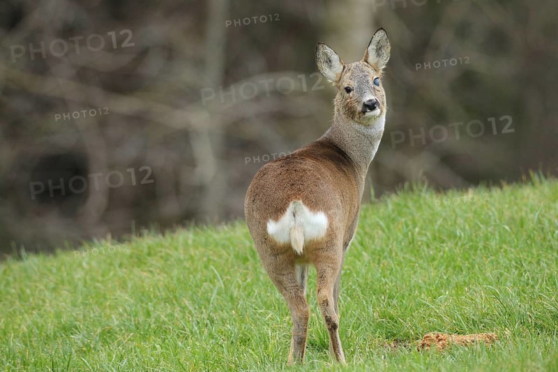 European roe deer (Capreolus capreolus) in winter coat and eye injury secured in the meadow, Allgäu, Bavaria, Germany, Europe