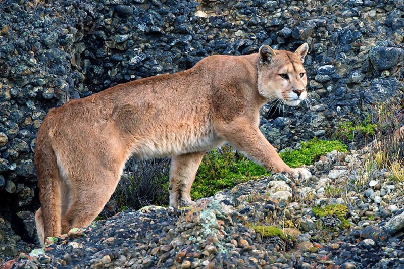 Cougar (Felis concolor patagonica) wbl. Torres del Paine NP, Chile, Torres del Paine NP, South America