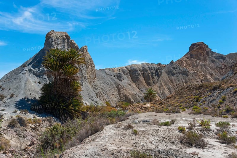 A barren desert landscape with high rocks and scattered palm trees under a blue sky, Oasis de Lawrence de Arabia, Oasis, Tabernas Desert, Desierto de Tabernas, Tabernas, Almeria, Andalusia, Spain, Europe