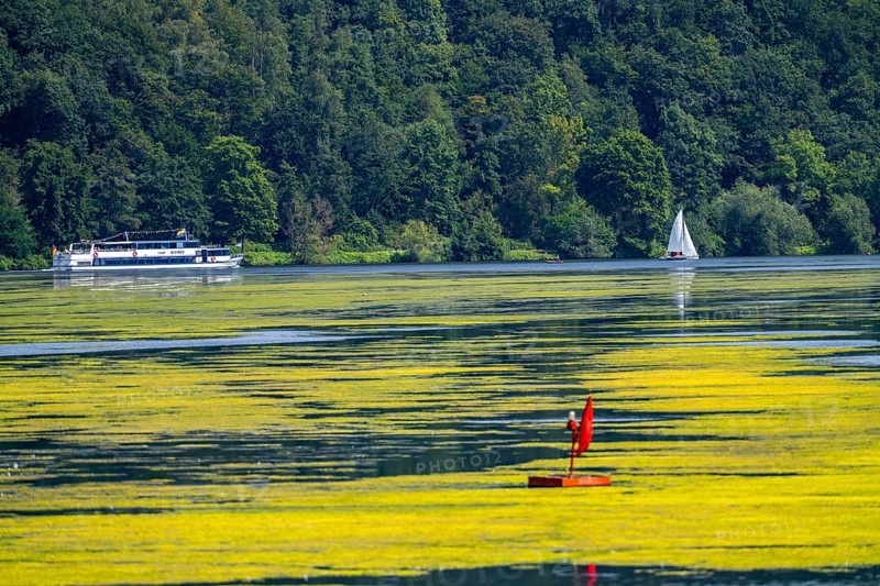 Green carpet of plants on Lake Baldeney in Essen, proliferating aquatic plant Elodea, waterweed, an invasive species, the fast-growing aquatic plant proliferates on large parts of the Ruhr reservoir, increased water temperatures accelerate growth, leisure boat traffic is severely impaired, White Fleet passenger ship, the navigation channel is kept clear, Essen, North Rhine-Westphalia, Germany, Europe