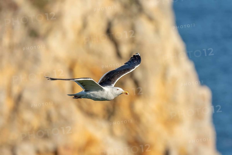 Great black-backed gull (Larus marinus) gliding along the cliffs of the Atlantic Ocean. Camaret, Crozon, Finistere, Brittany, France, Europe