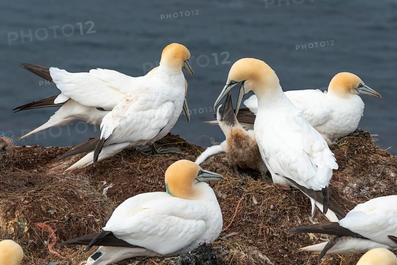 Breeding gannets (Morus bassanus) colony on the red sandstone cliffs of the offshore island of Heligoland, feeding a young bird, plumage, beak, cliff edge, nest, seabirds, North Sea, Pinneberg district, Heligoland, Schleswig-Holstein, Germany, Europe