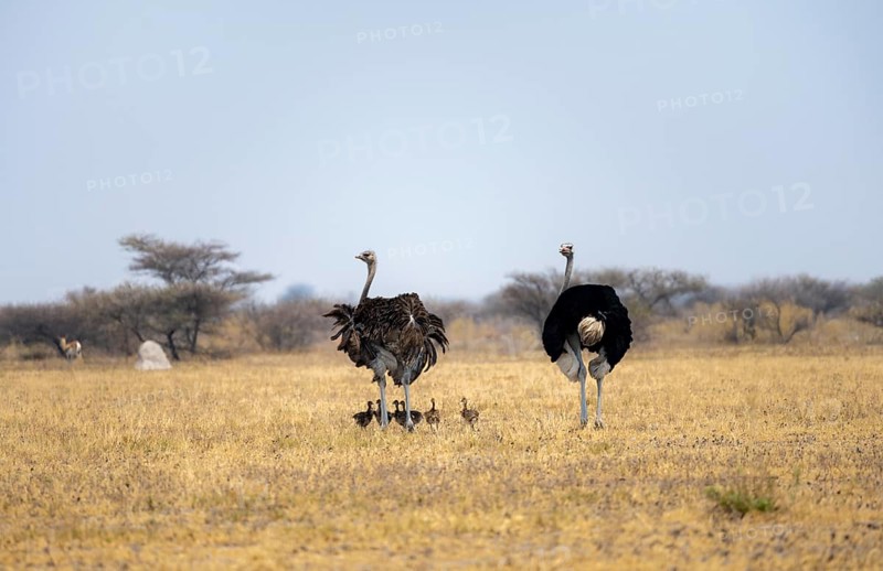 Common ostrich (Struthio camelus), adult female and male with six young, chicks, animal family, African savannah, Nxai Pan National Park, Botswana, Africa
