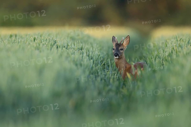 Roe deer (Capreolus capreolus) adult male buck animal in a farmland wheat field in the summer, Suffolk, England, United Kingdom, Europe