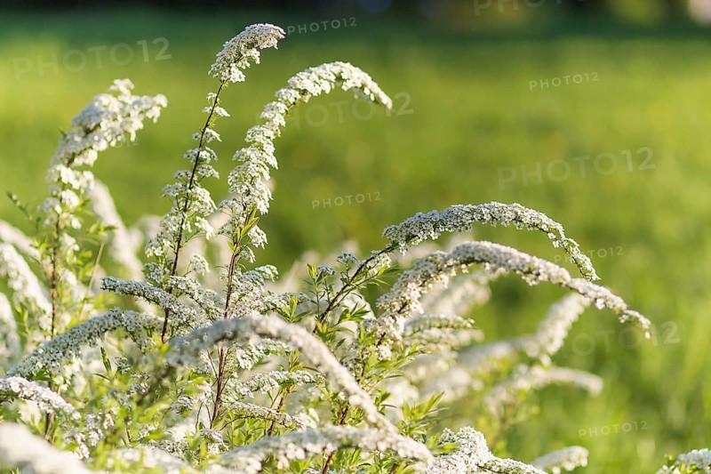 Blooming spiraea trees in spring park