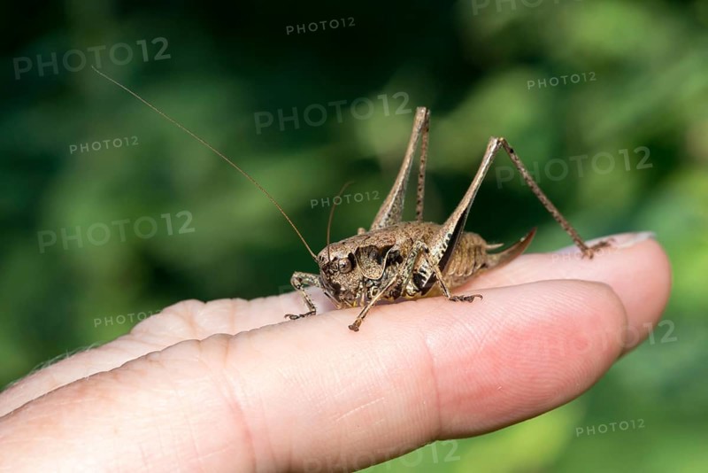 Dark bush-cricket (Pholidoptera griseoaptera) or common bush cricket, female, sitting on the fingers of a human hand and nibbling at the skin, macro photo, close-up, Mecklenburg Lake District, Mecklenburg-Western Pomerania, Germany, Europe