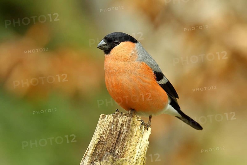Eurasian bullfinch (Pyrrhula pyrrhula), male, sitting on an old tree stump in an autumnal forest, Wilnsdorf, North Rhine-Westphalia, Germany, Europe