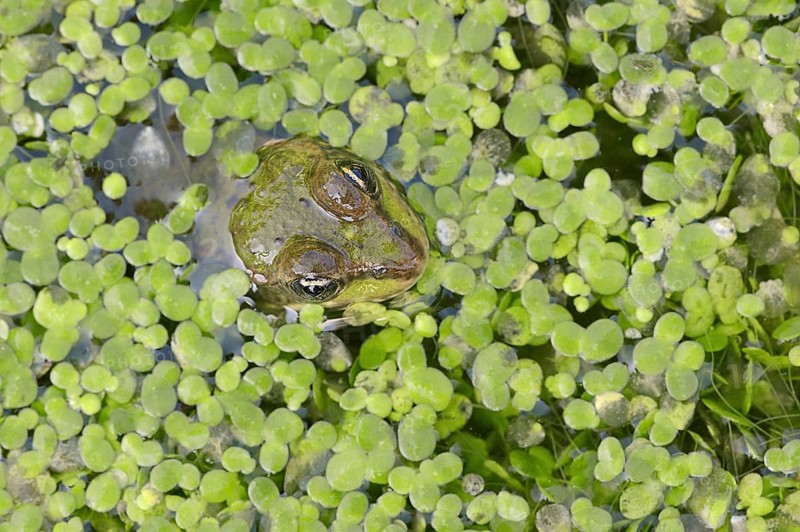 Edible Frog (Pelophylax esculentus, Rana esculenta) in a pond with duckweed (Lemna minor), North Rhine-Westphalia, Germany, Europe
