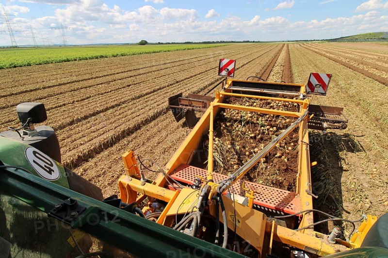 Farmer Markus Frank from Frankenthal during the agricultural onion harvest (onion harvesting)