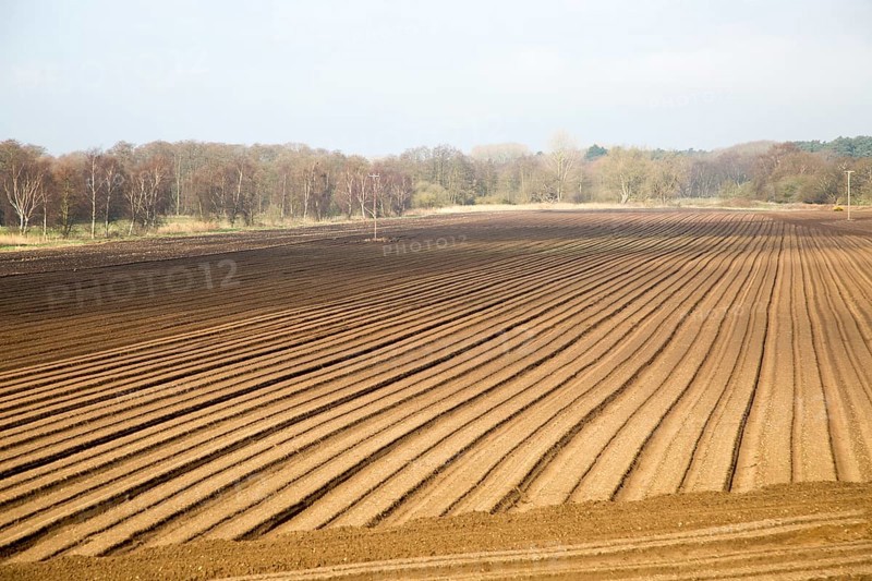 Rows made in sandy soil in field prepared for cultivation, Suffolk Sandlings landscape, Butley, Suffolk, England, UK