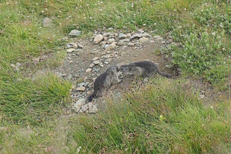 Marmot (Marmota), Grossglockner High Alpine Road, Salzburger Land, Austria, Europe
