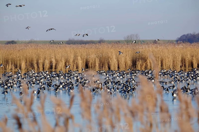 White-fronted Geese, Barnacle Geese (Branta leucopsis), NABU Bird Observation Centre, Krummhörn, East Frisia, Lower Saxony, Germany, Europe